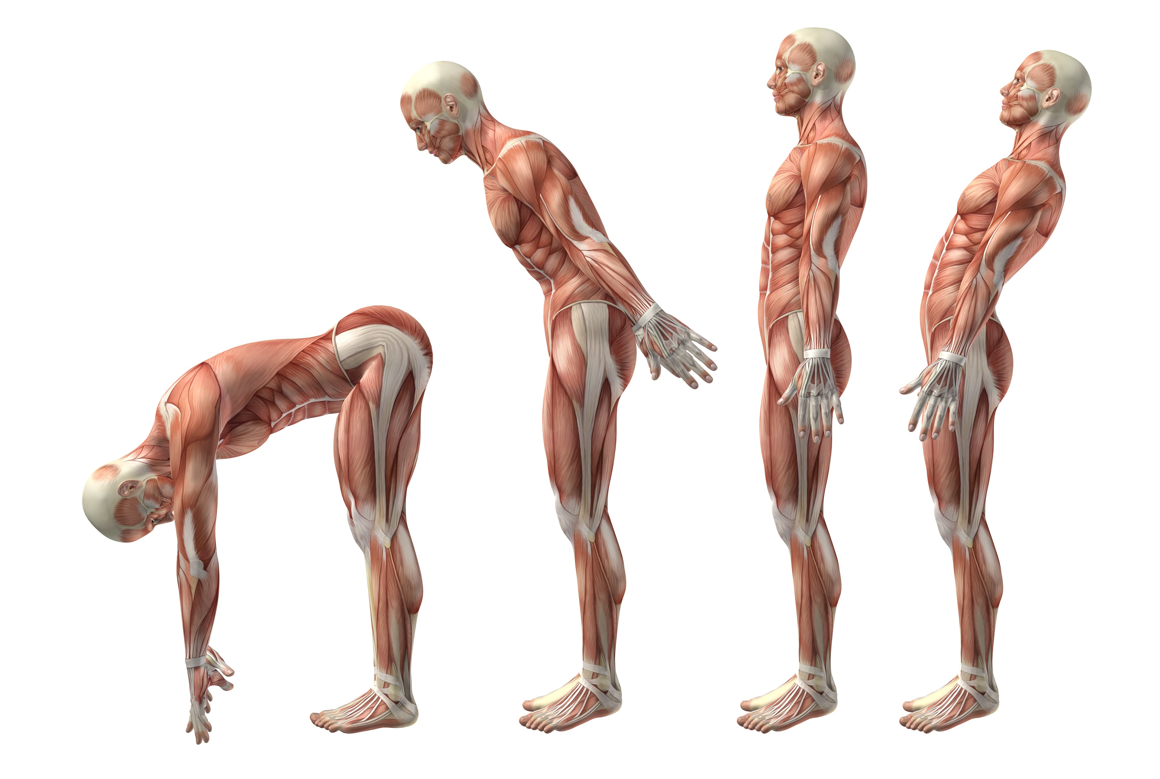 Anterior Posterior Split: The Complete Guide to Front/Back Training