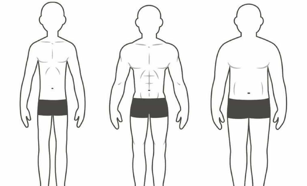 Body composition and body type